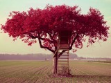 红色小树屋