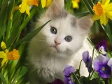 花丛中的小猫咪