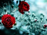 火红玫瑰花