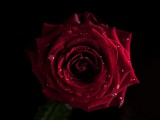 水珠红玫瑰