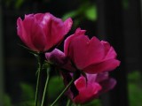 冷艳紫玫瑰
