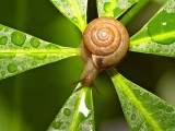 蜗牛与绿叶