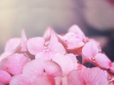粉色花卉