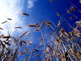 天空麦草