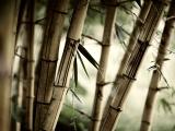 斑驳竹林