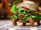 海龟汉堡包