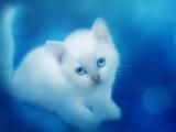 白色的小猫