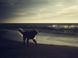 海边小狗