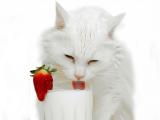 猫咪喝牛奶