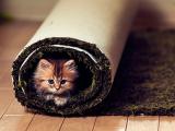 地毯中的猫