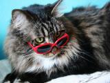 当猫咪带上眼镜