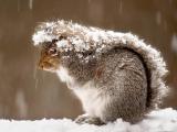 雪中松鼠