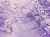 淡紫樱花