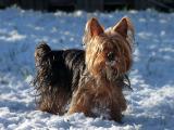 雪地中的小狗