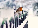 冬雪中的小鸟