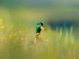 花丛中的小鸭
