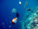 马来西亚诗巴丹海底世界