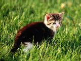 草丛中的猫咪