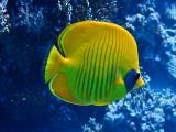 红海黄金蝶鱼