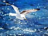 自由飞翔的海鸥