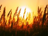 夕阳下的麦草