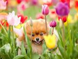 花丛中的小狗