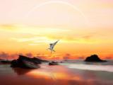 自由翱翔的海鸥