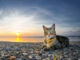 貓在夕阳海岸