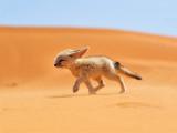 沙漠中的狐狸