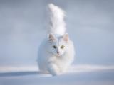 白色猫咪
