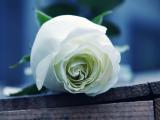 一支白玫瑰