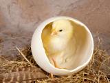 蛋壳里的小鸡