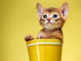 桶里的小猫