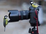 小鸟摄影师