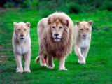 狮子家族