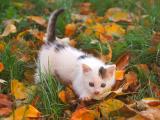 落叶丛中的猫
