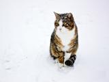 雪地玩耍的猫咪