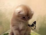 猫咪与蝴蝶