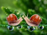 蜗牛的爱情