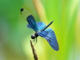 蓝翼蜻蜓