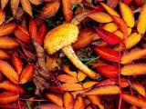 秋天的野蘑菇