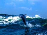 海豚跃水
