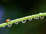 雨后绿草上的瓢虫