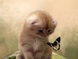 小猫扑蝶