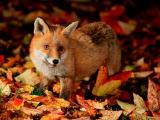 秋天里的狐狸