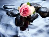 水中玫瑰