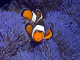 珊瑚丛中的小丑鱼