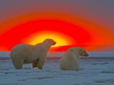 夕阳余晖下的北极熊