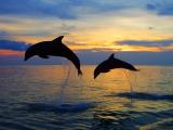 夕阳下跳跃的海豚