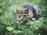 草丛中的大眼睛猫